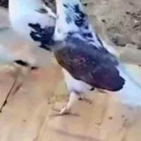 کبوتربازان