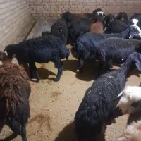 شیشک|حیوانات مزرعه|الیگودرز, |دیوار