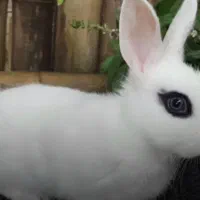فروش خرگوش
