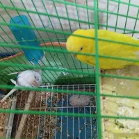 مرغ عشق یک جفت