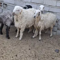 گوسفند ابستن|حیوانات مزرعه|میرجاوه, |دیوار