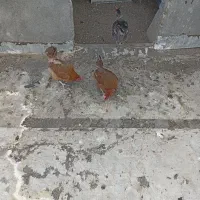 مرغ خانگی|حیوانات مزرعه|تربت‌حیدریه, شهرک ولیعصر|دیوار