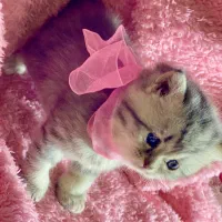 بچه گربه بیریتیش سیلور