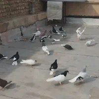 تعدادی پرشی جفتی