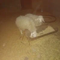 گوسفند.میش وبره نره.۴۰ کیلو.