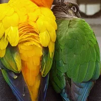 طوطی خورشیدی گرینچیک