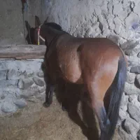قاطر سواری باری