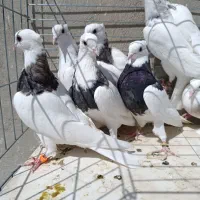 کفتر کبوتر طوقی نقش پرشی پلاکی سوسک دم سفید