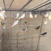 کفتر پرشی جهت برکت