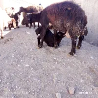 میش زاییده بره بزرگ درجه یک