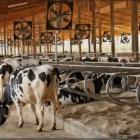 کارگر دامداری