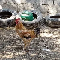 خروس گلین و برهما