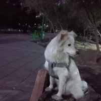 لوسی دختر با ادب ..بازیگوش پارک