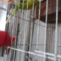 مرغ عشق جوان|پرنده|رشت, کوی عرفان|دیوار