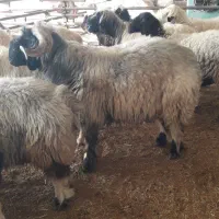 نرمیش|حیوانات مزرعه|ایذه, |دیوار