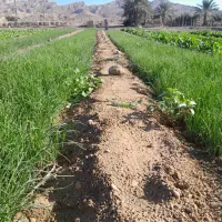 نشا|عمده‌فروشی|کاکی, |دیوار