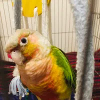 طوطی گرینچیک