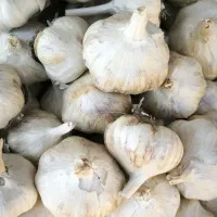 به نظرتون بهترین جا برای فروش سیر کجاست