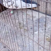 کفتر