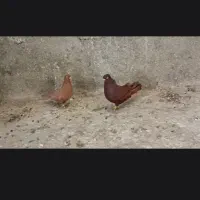 کله کبوتر|پرنده|چگنی, |دیوار