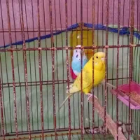 سلام یک جفت مرغ عشق هردو دون خر جفتی ۳۰۰ فقت