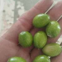 زیتون برای ترشی