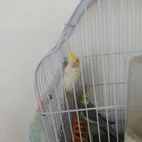 عروس هلندی|پرنده|تربت‌حیدریه, ده پائین|دیوار