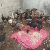 جوجه محلی بوقلموشاخ دار|حیوانات مزرعه|ایرانشهر, |دیوار