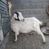 بز کل|حیوانات مزرعه|مشهد, سیس‌آباد|دیوار