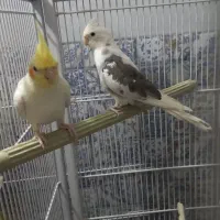 عروس هلندی|پرنده|پاکدشت, پاکدشت (مامازند)|دیوار