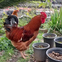 خروس گلپایگان