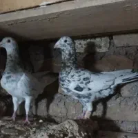 کفتر هفت رنگ