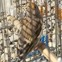 دو عدد سهره قناری|پرنده|شاهین‌شهر, شهرک ردانی پور|دیوار