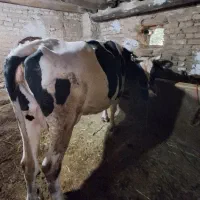 فروش یک راس گاو گوشتا