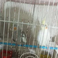 یه جفت عروس هلندی با قفس و لوازماتش|پرنده|تهران, بیسیم|دیوار