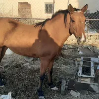 اسب مادیان سه ساله