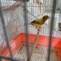 قناری ماده ابلق آماده جفت|پرنده|کوهسار (البرز), |دیوار