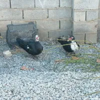 اردک اسرائیلی