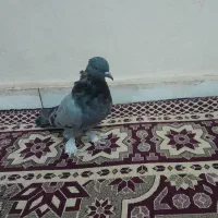مفلق سبز|پرنده|شهرکرد, |دیوار