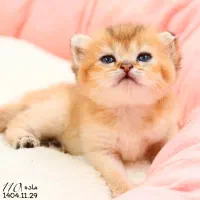 پت شاپ کیتی کتز گربه اسکاتیش بریتیش