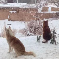 سلام دوستان دوعدد سگ هاسکی نرماده