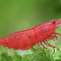 شریمپ آب شیرین|ماهی|سیرجان, |دیوار