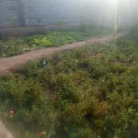 خانه باغ و سالن مرغداری خونه باغ|فروش خانه و ویلا|نیر (یزد), |دیوار