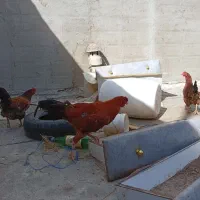 خروس لاری اصیل خوب
