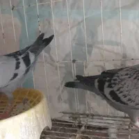 کبوتر پلاکی