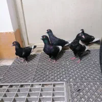 کفتر قره سوری واکسی|پرنده|یزد, |دیوار