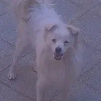 .سگ