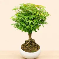 بونسای افرا|گل و گیاه طبیعی|تهران, الهیه|دیوار