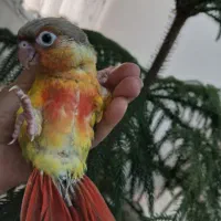 جوجه گرینچیک وطوطی برزیلی سرلاکی