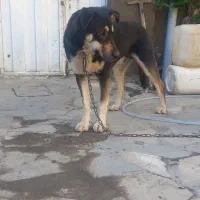 واگذاری سگ نر